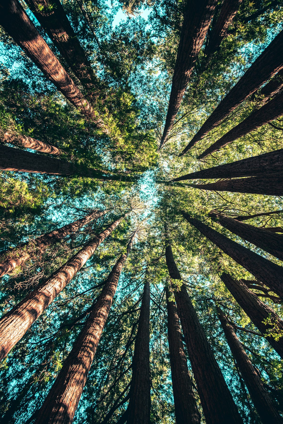 Tall Trees